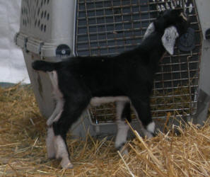Little goat carrier sales cover